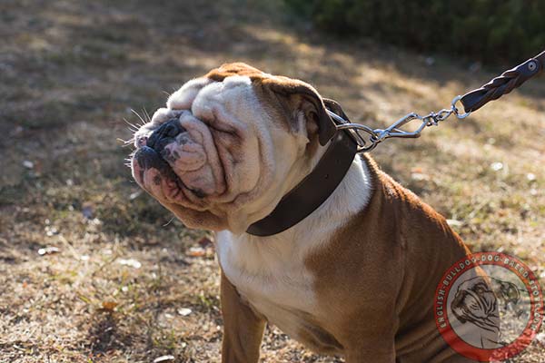 English Bulldog black leather collar wide with d-ring for leash attachment for daily activity