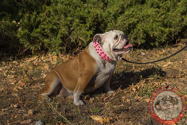 English Bulldog pink leather collar with corrosion resistant fittings for basic training