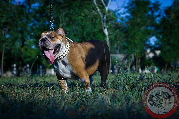 English Bulldog white leather collar of genuine materials with d-ring for leash attachment for professional use