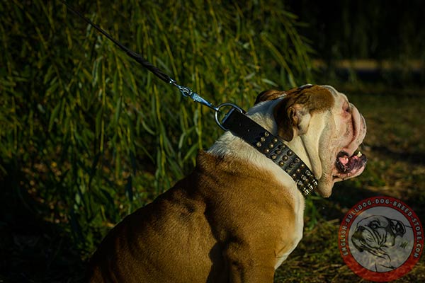 English Bulldog black leather collar with rust-resistant hardware for professional use