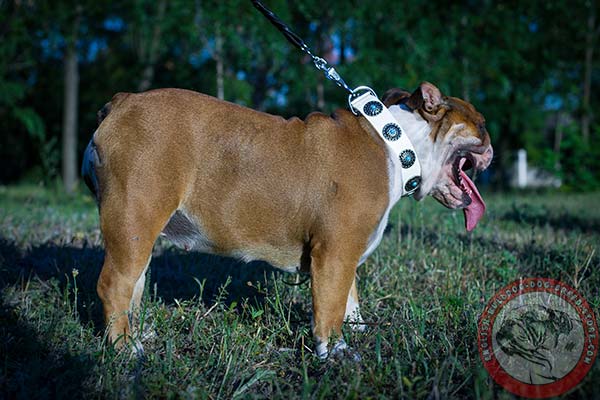 English Bulldog white leather collar of lightweight material with traditional buckle for any activity