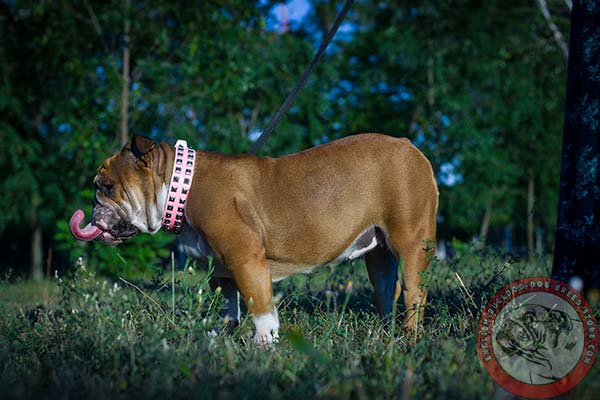 English Bulldog pink leather collar with rust-proof hardware for professional use