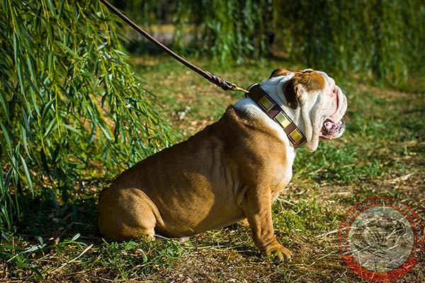 English Bulldog brown leather collar of genuine materials with d-ring for leash attachment for professional use