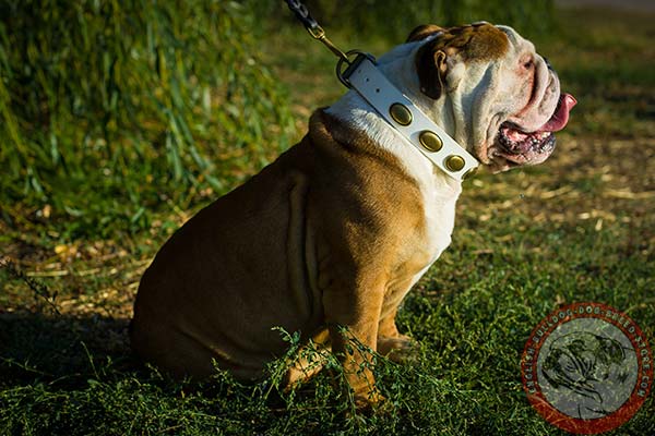 English Bulldog white leather collar with reliable hardware for daily walks