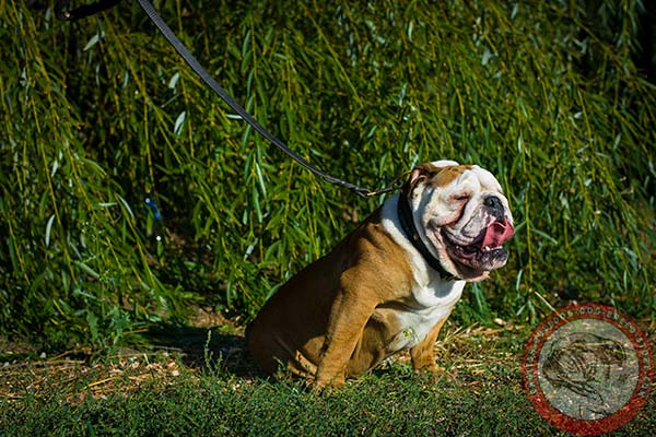 English Bulldog black leather collar with braids with traditional buckle for walking in style