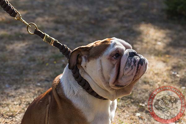 English Bulldog brown leather collar with non-corrosive hardware for basic training