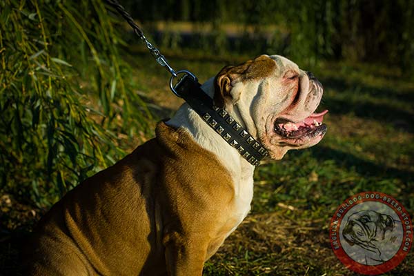 English Bulldog black leather collar with non-corrosive hardware for quality control