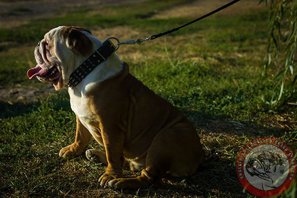 English Bulldog black leather collar of classic design with nickel plated fittings for perfect control