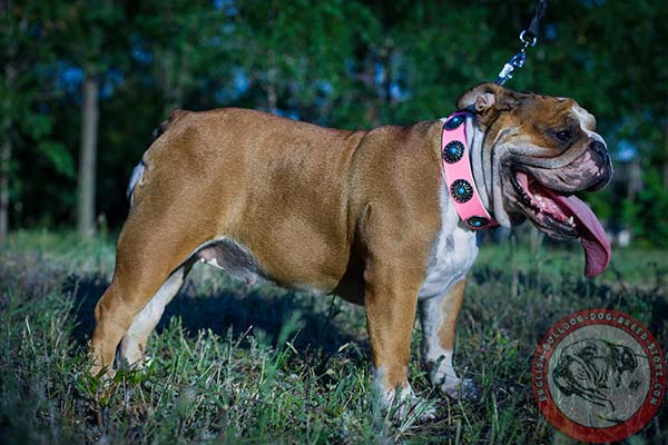 English Bulldog pink leather collar painted with traditional buckle for any activity