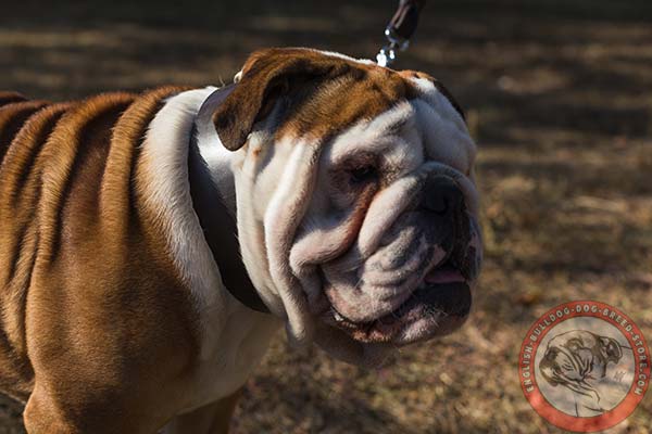 English Bulldog black leather collar with reliable nickel plated hardware for professional use