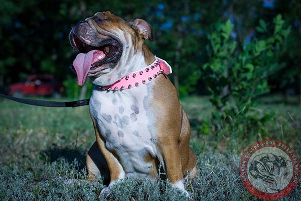 English Bulldog pink leather collar of high quality with traditional buckle for basic training