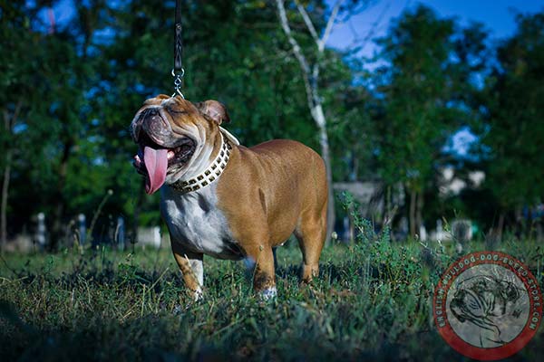 English Bulldog white leather collar with non-corrosive fittings for perfect control