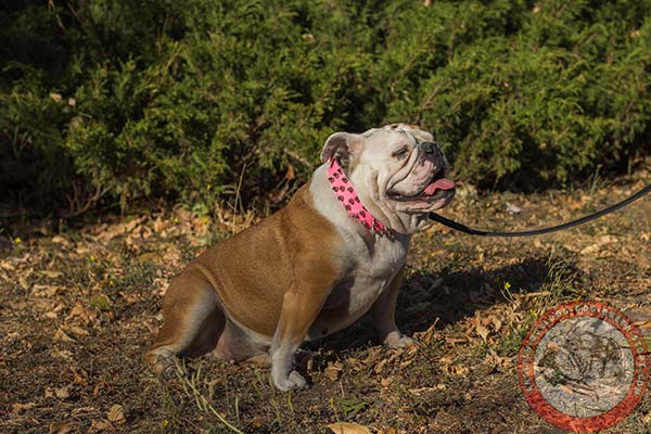 English Bulldog pink leather collar of lightweight material with d-ring for leash attachment for agitation training