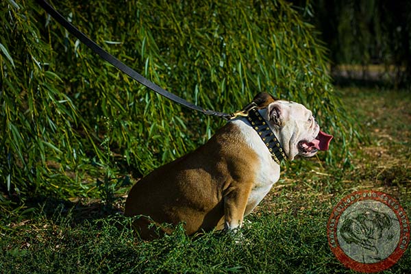 English Bulldog black leather collar with corrosion resistant fittings for any activity