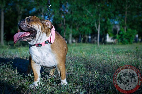 English Bulldog pink leather collar with corrosion resistant fittings for professional use