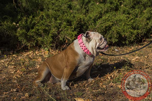 English Bulldog pink leather collar with non-corrosive fittings for quality control