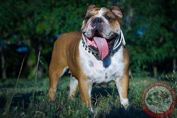 English Bulldog white leather collar with rustless fittings for perfect control