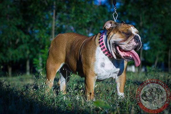 English Bulldog pink leather collar of genuine materials decorated with studs for improved control