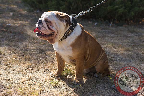 English Bulldog black leather collar with rust-free nickel plated fittings for any activity
