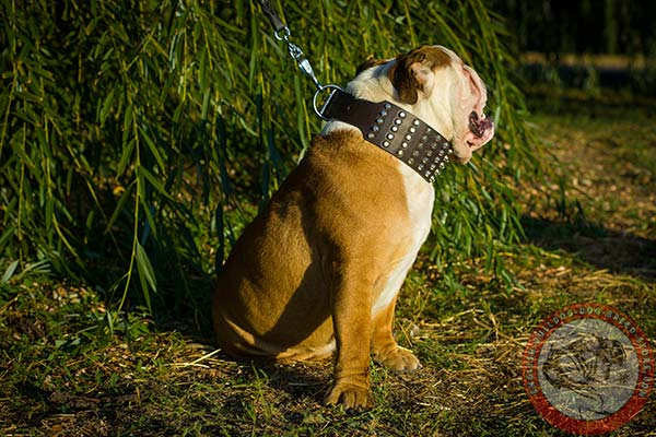 English Bulldog brown leather collar of genuine materials with traditional buckle for daily walks