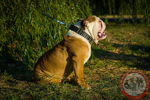 English Bulldog black leather collar with reliable fittings for daily activity