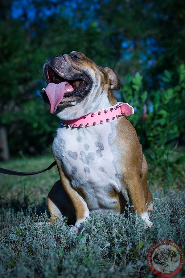 English Bulldog pink leather collar with corrosion resistant fittings for daily activity