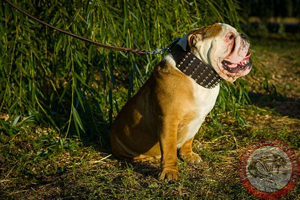 English Bulldog brown leather collar of classic design with studs for better comfort
