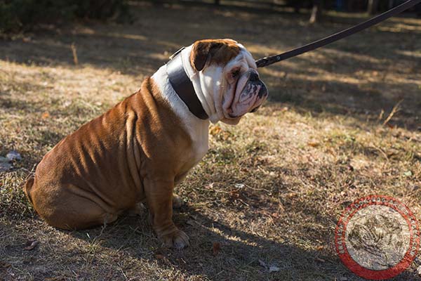 English Bulldog black leather collar of genuine materials with traditional buckle for advanced training