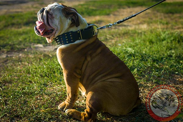 English Bulldog black leather collar of classic design with d-ring for leash attachment for better comfort