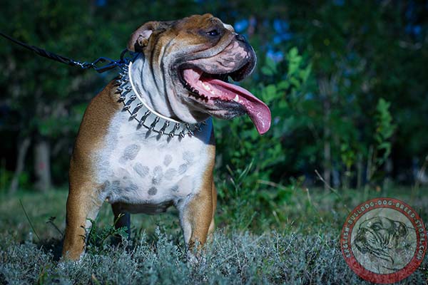 English Bulldog white leather collar with strong fittings for improved control