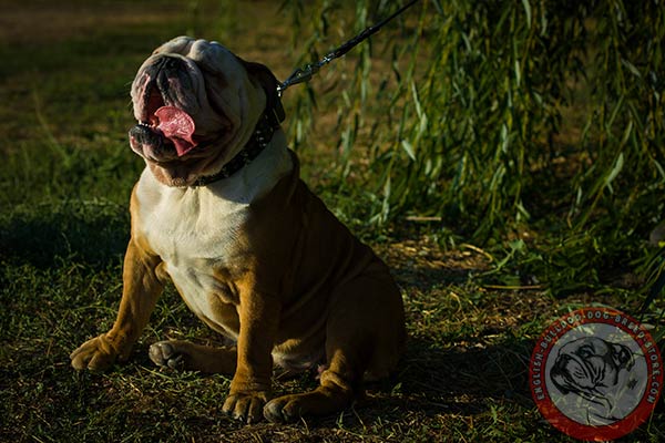 English Bulldog black leather collar with non-corrosive fittings for improved control