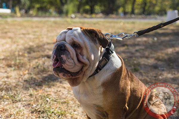 English Bulldog black leather collar of genuine materials with d-ring for leash attachment for daily activity