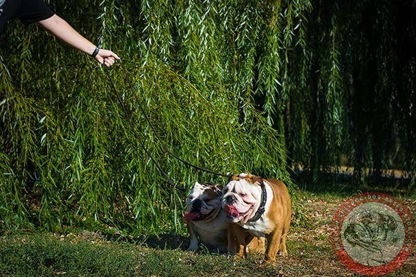 English Bulldog black leather collar with reliable fittings for better comfort