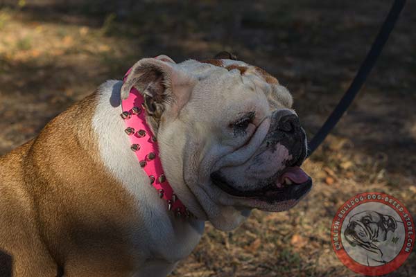 English Bulldog pink leather collar of lightweight material with d-ring for leash attachment for professional use