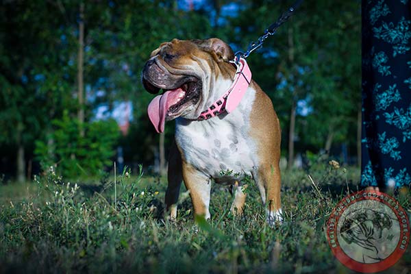 English Bulldog pink leather collar with rust-free hardware for perfect control