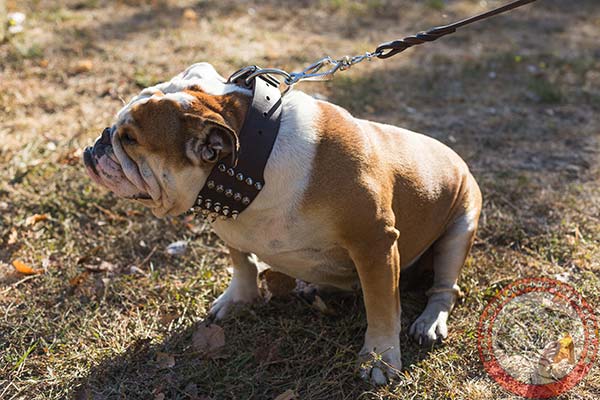 English Bulldog brown leather collar with duly riveted fittings for professional use