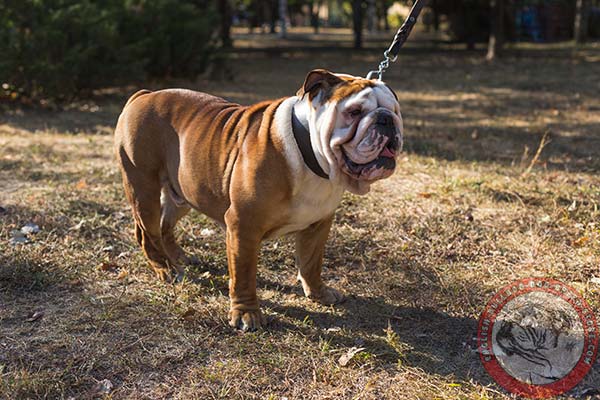 English Bulldog black leather collar of classic design with traditional buckle for professional use