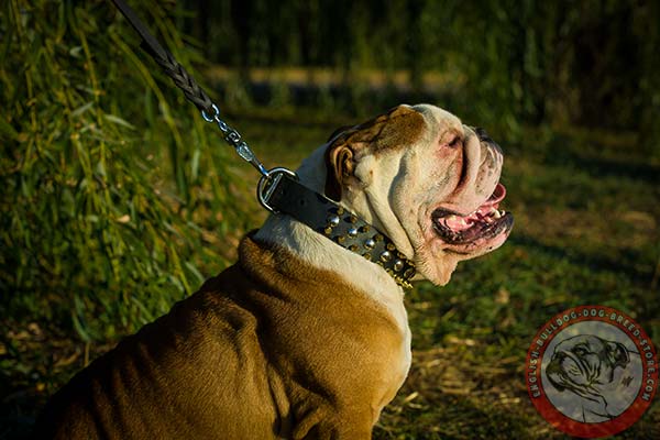 English Bulldog black leather collar with corrosion resistant fittings for better comfort