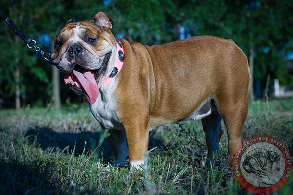 English Bulldog pink leather collar of genuine materials with studs for daily activity
