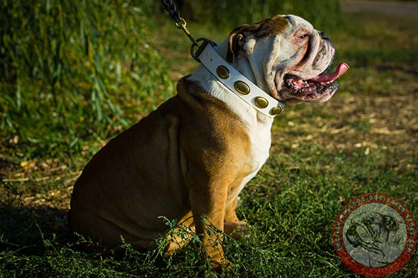 English Bulldog white leather collar of high quality with plates for daily walks