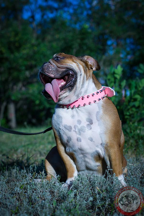 English Bulldog pink leather collar with rust-resistant hardware for improved control