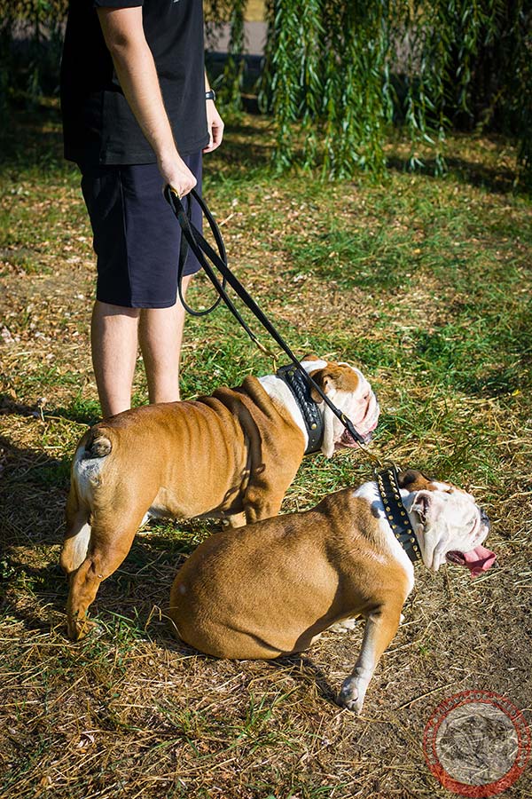 English Bulldog black leather collar with corrosion resistant hardware for agitation training