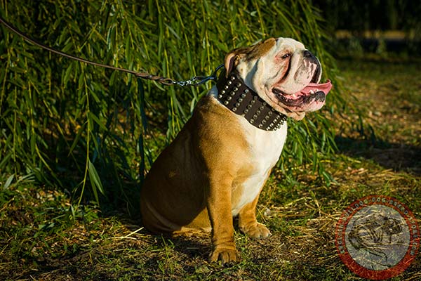 English Bulldog brown leather collar with rust-resistant fittings for daily activity