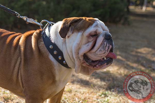 English Bulldog black leather collar with non-corrosive fittings for quality control