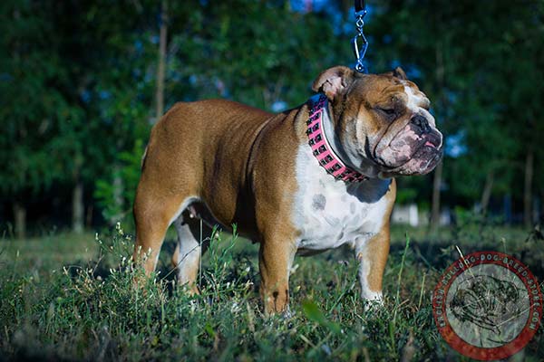 English Bulldog pink leather collar of genuine materials with traditional buckle for walking