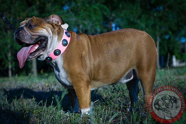 English Bulldog pink leather collar of classic design with d-ring for leash attachment for any activity