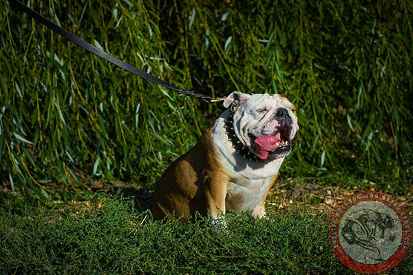 English Bulldog black leather collar with rust-proof spikes for basic training