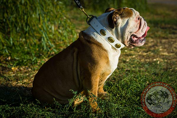 English Bulldog white leather collar with non-corrosive hardware for walking