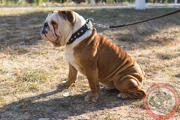 English Bulldog black leather collar of classic design with traditional buckle for perfect control