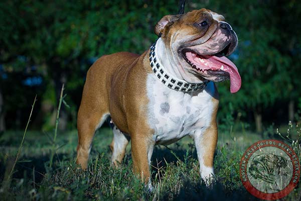 English Bulldog white leather collar with reliable hardware for better comfort
